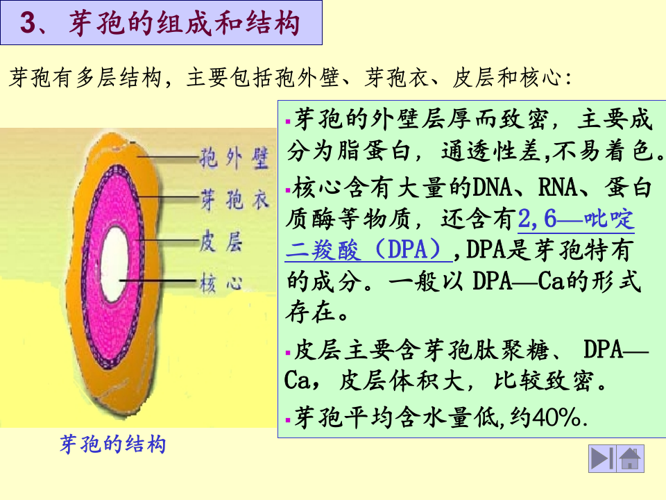 微生物学_9.ppt 第5页
