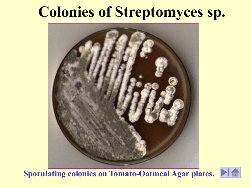 微生物学_10.ppt 第4页