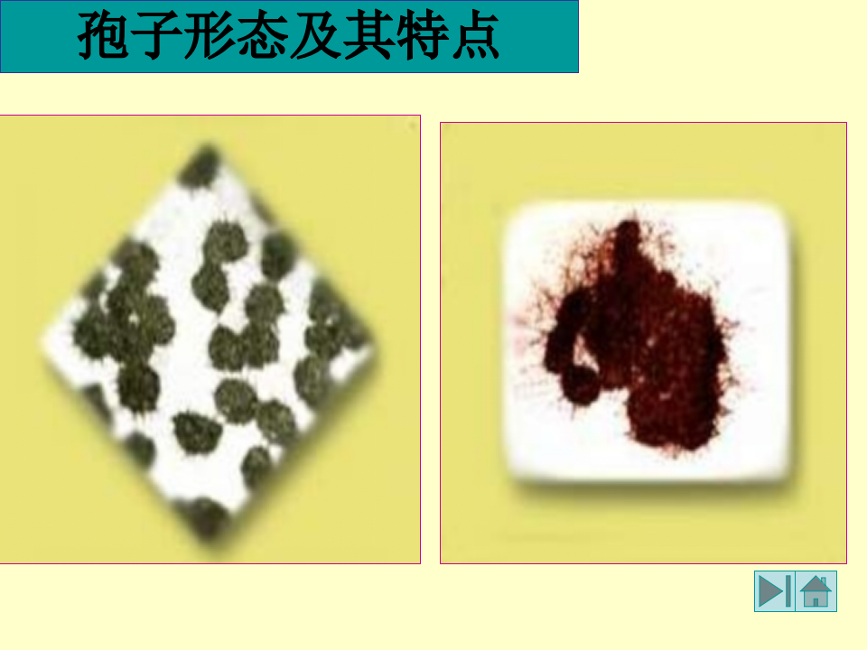 微生物学_11.ppt 第5页