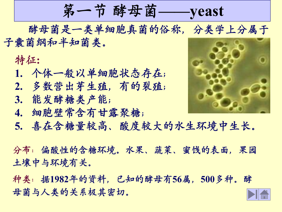 微生物学_12.ppt 第4页