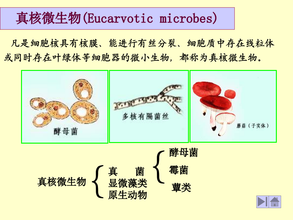 微生物学_12.ppt 第2页