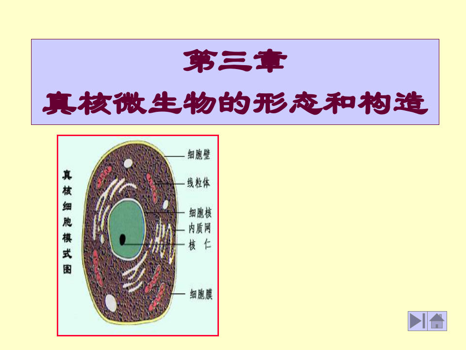 微生物学_12.ppt 第1页