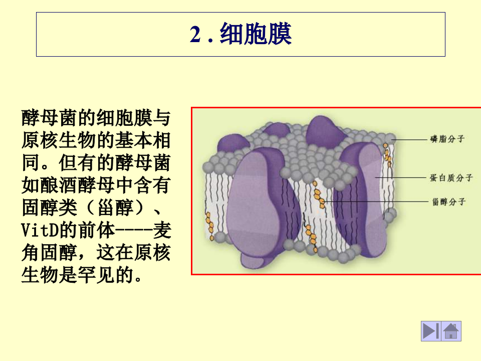 微生物学_13.ppt 第3页