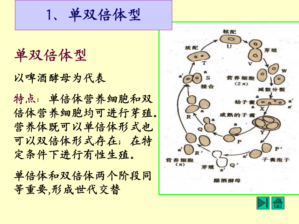 微生物学_14.ppt 第3页