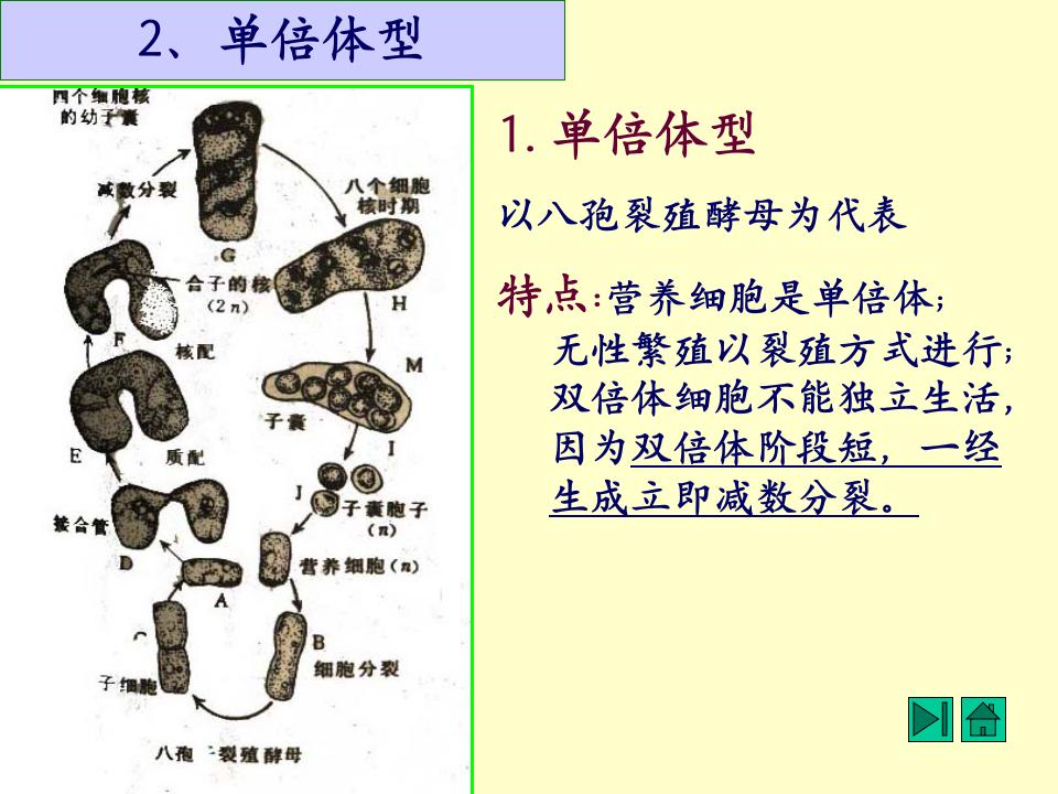 微生物学_14.ppt 第4页