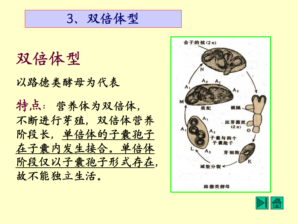 微生物学_14.ppt 第5页