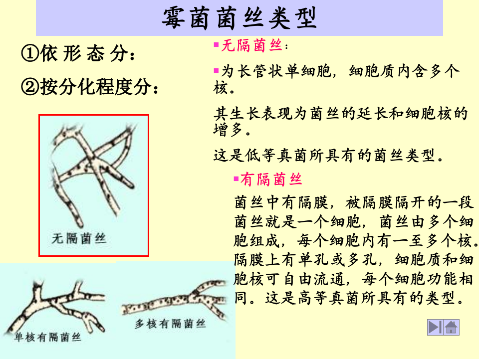 微生物学_15.ppt 第4页