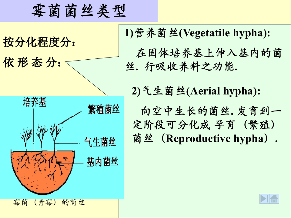 微生物学_15.ppt 第3页