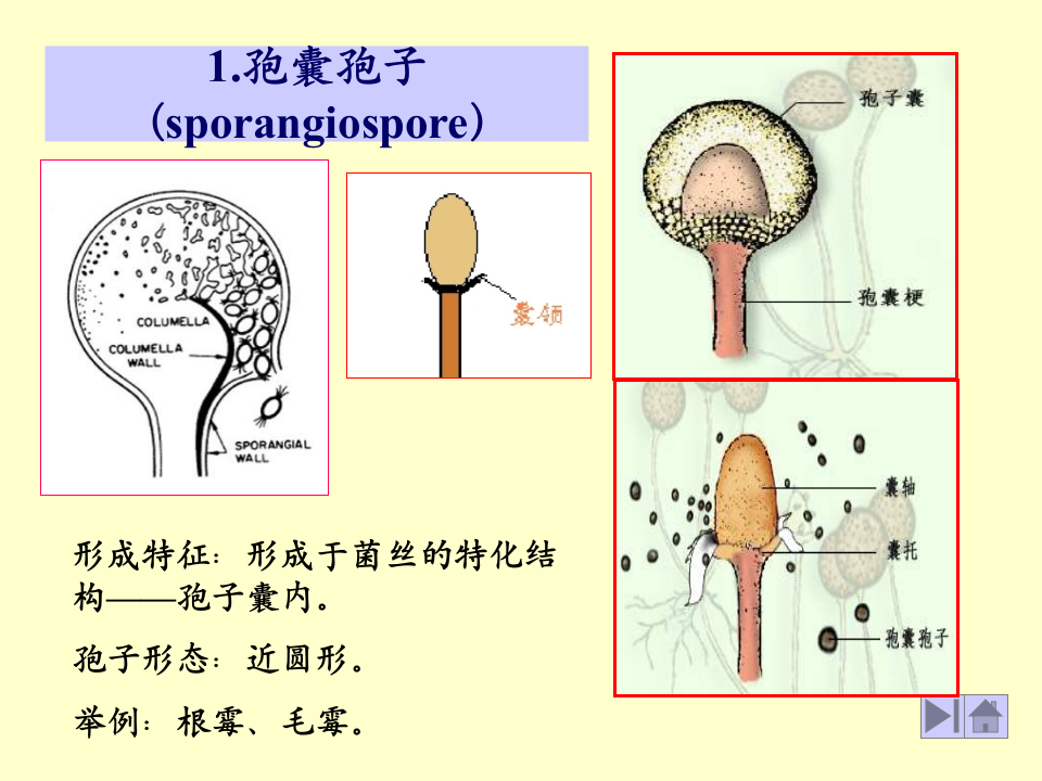 微生物学_16.ppt 第2页