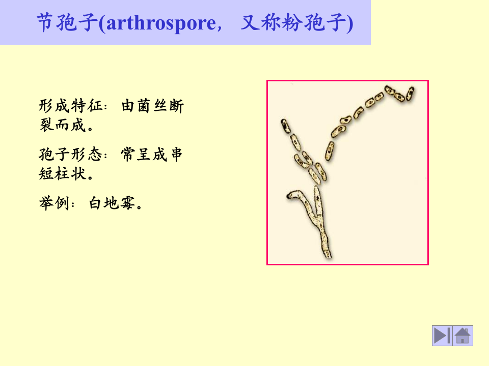 微生物学_16.ppt 第5页