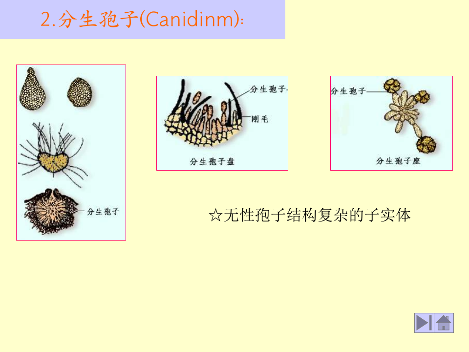 微生物学_16.ppt 第4页