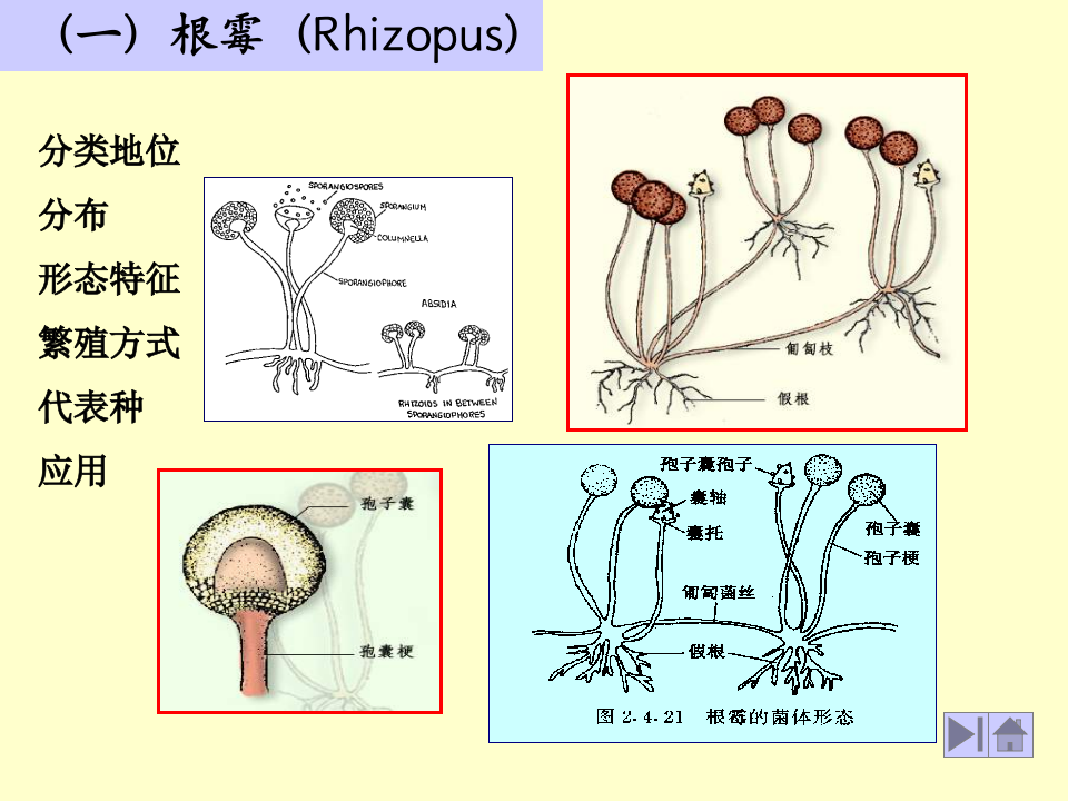 微生物学_17.ppt 第2页