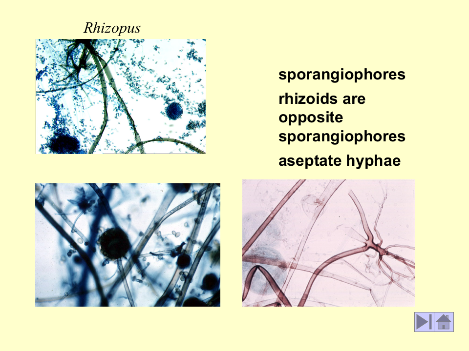微生物学_17.ppt 第3页