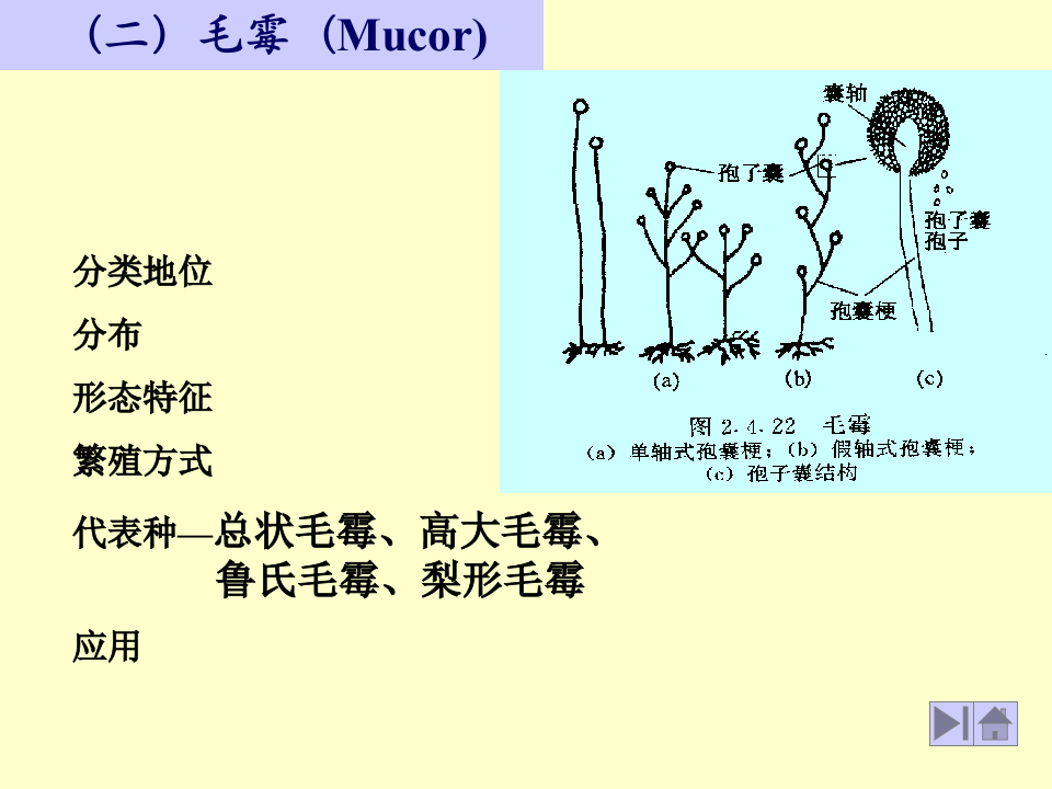 微生物学_17.ppt 第4页