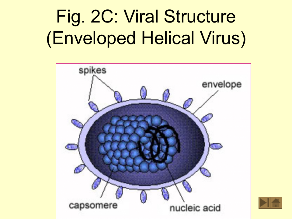 微生物学_19.ppt 第4页