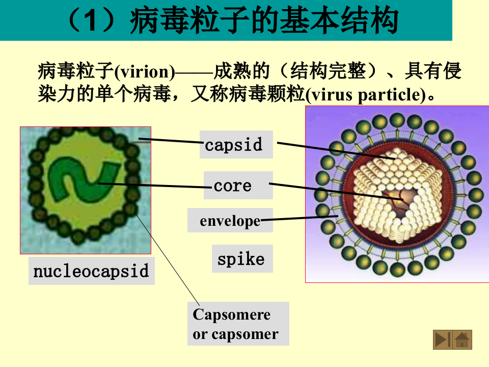 微生物学_19.ppt 第2页