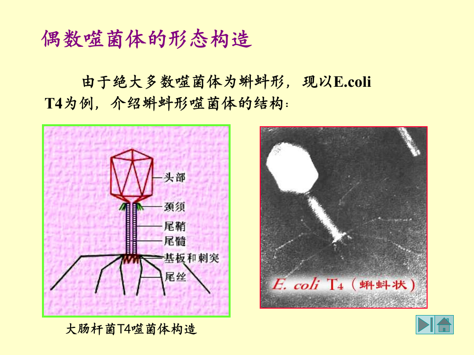 微生物学_21.ppt 第5页