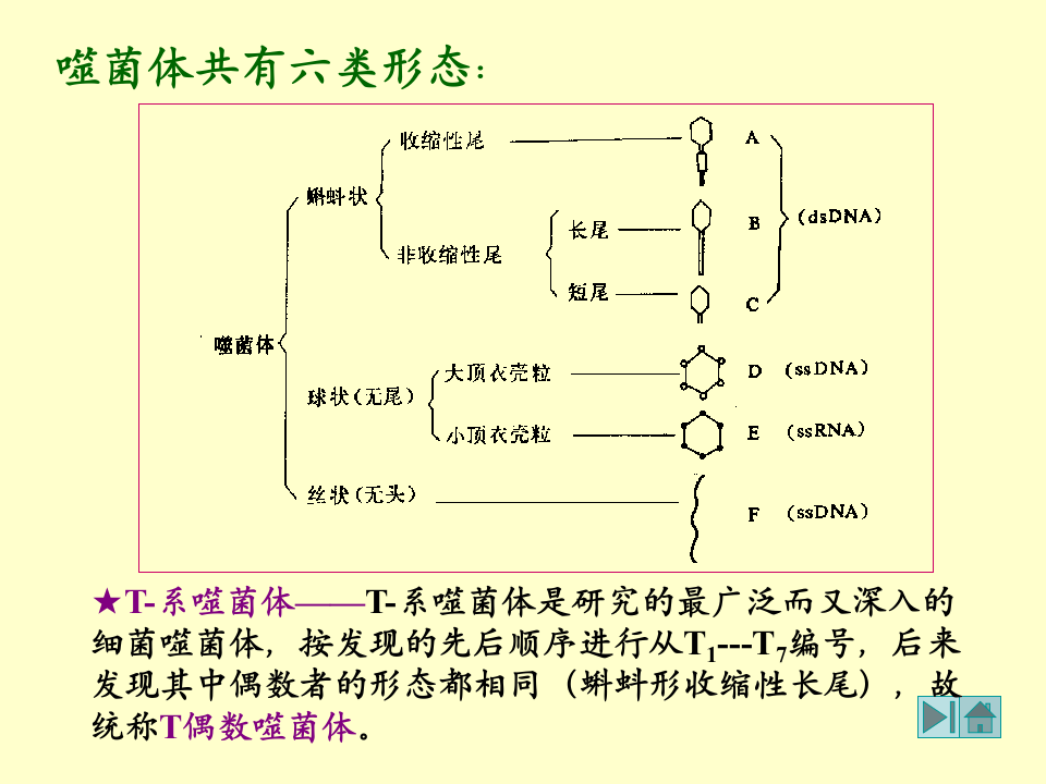 微生物学_21.ppt 第4页
