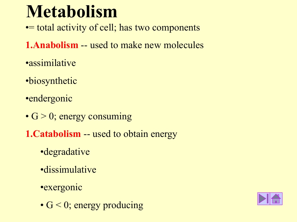 微生物学_27.ppt 第2页