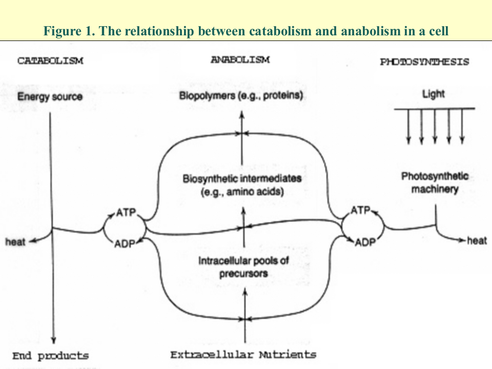 微生物学_27.ppt 第5页