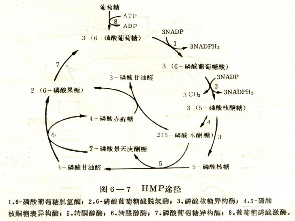 微生物学_28.ppt 第2页