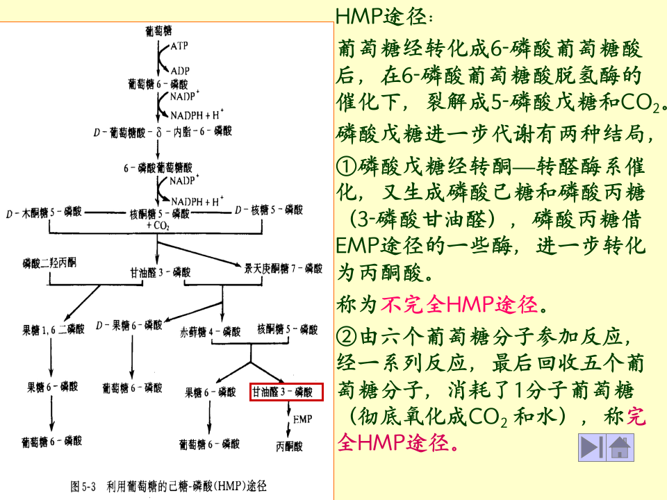 微生物学_28.ppt 第3页