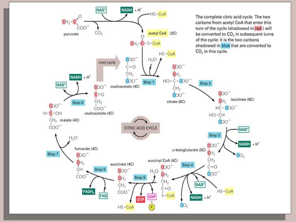 微生物学_29.ppt 第5页