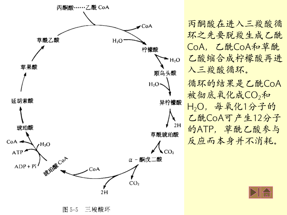 微生物学_29.ppt 第3页