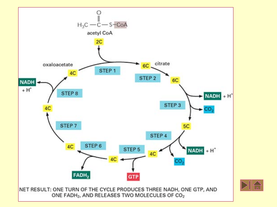 微生物学_29.ppt 第4页