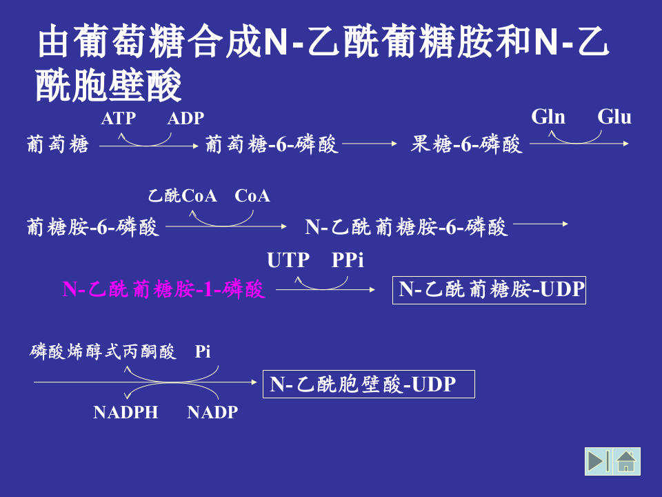 微生物学_32.ppt 第5页
