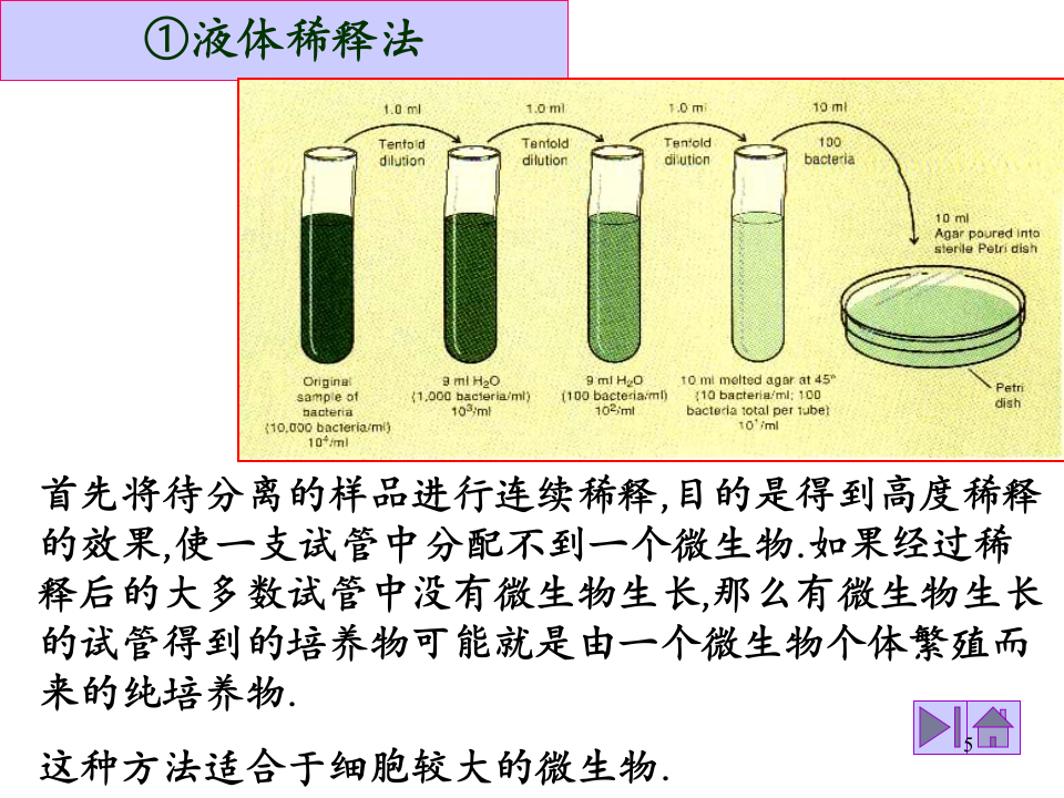 微生物学_37.ppt 第5页