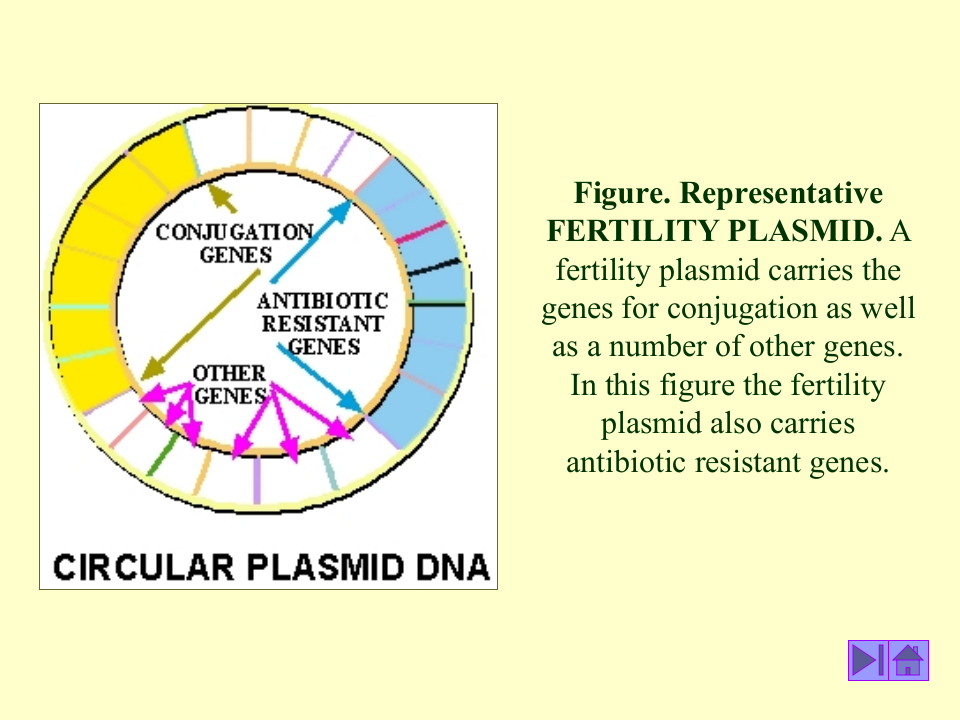 微生物学_40.ppt 第5页