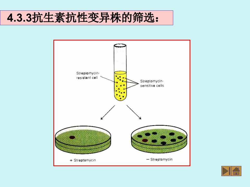 微生物学_43.ppt 第5页