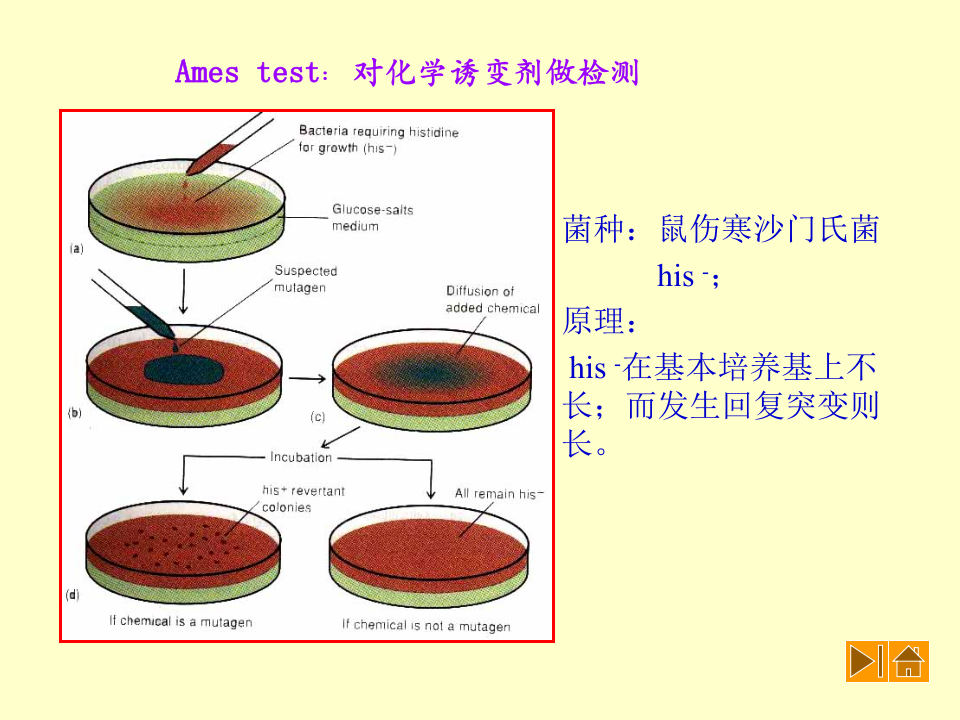 微生物学_44.ppt 第1页