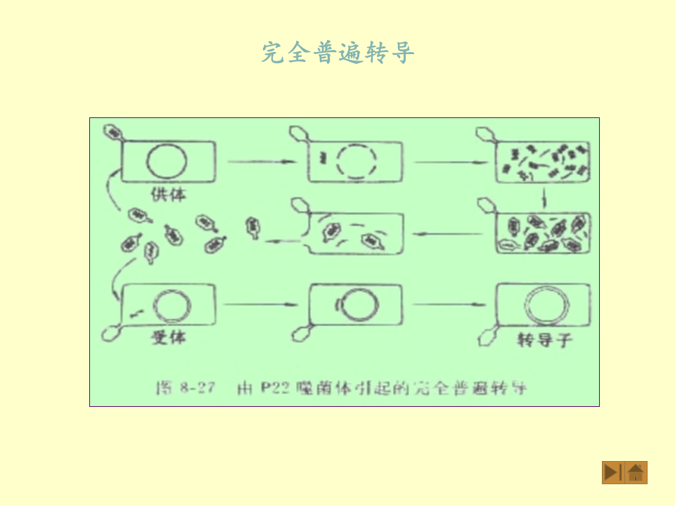 微生物学_45.ppt 第5页