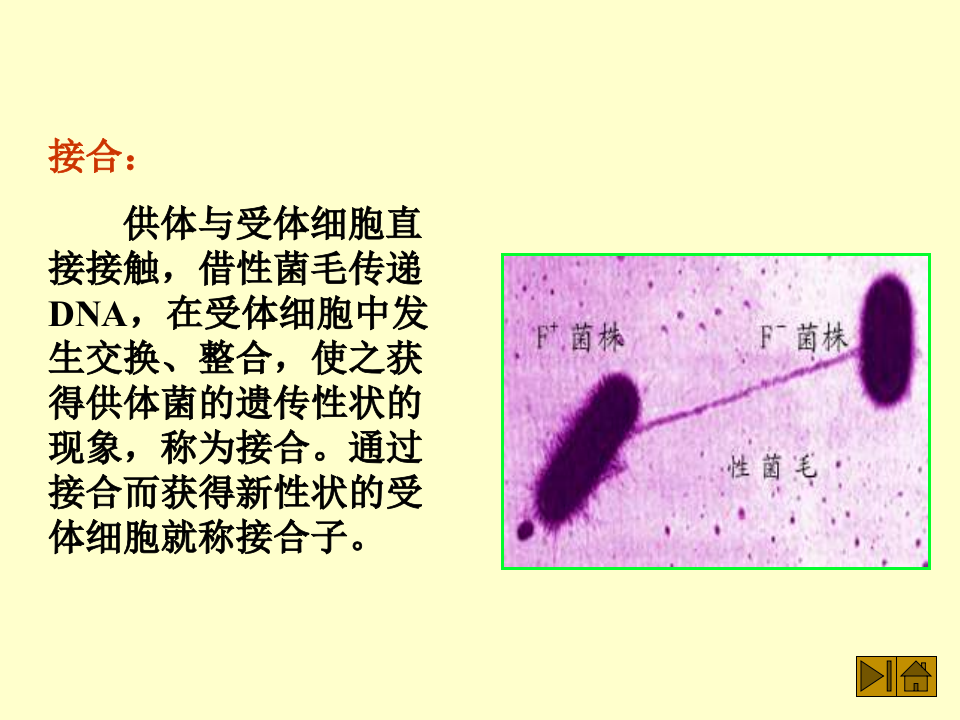 微生物学_46.ppt 第5页