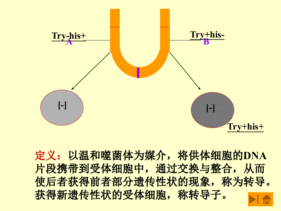 微生物学_47.ppt 第2页