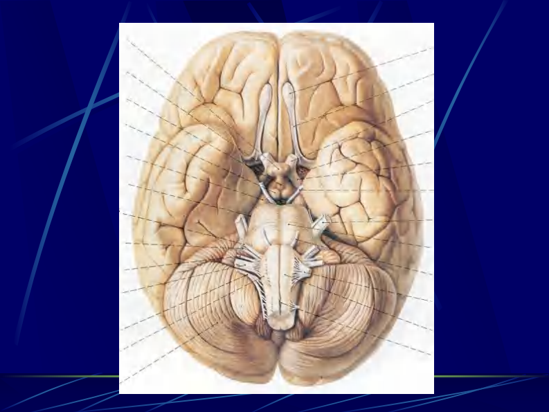 02 头部连续横断层解剖及CT、MRI.pdf 第4页