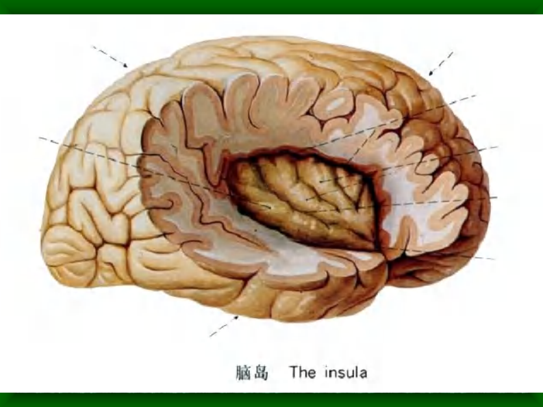 03 头部连续矢状断层解剖及MRI.pdf 第5页