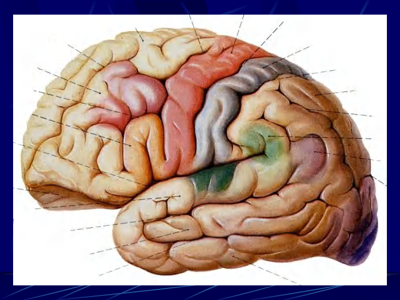 04 头部连续冠状断层解剖及MRI.pdf 第2页