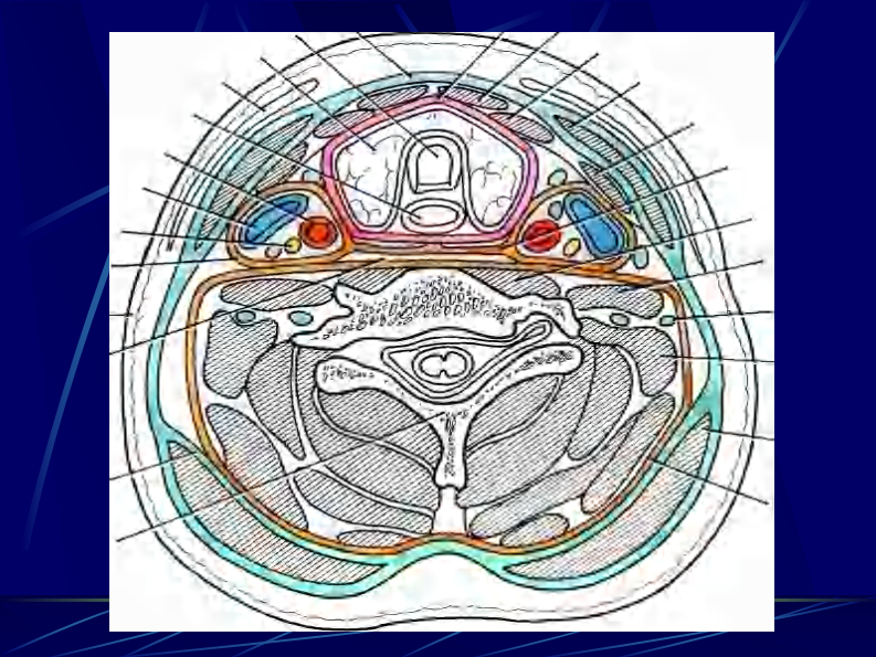 06 颈部连续横断层解剖.pdf 第3页