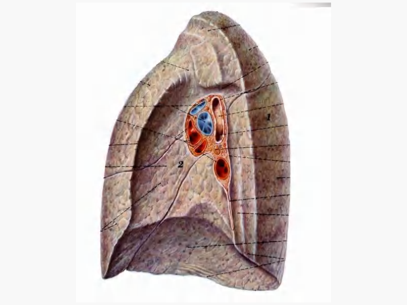 08 肺门和肺段断层解剖及CT.pdf 第2页
