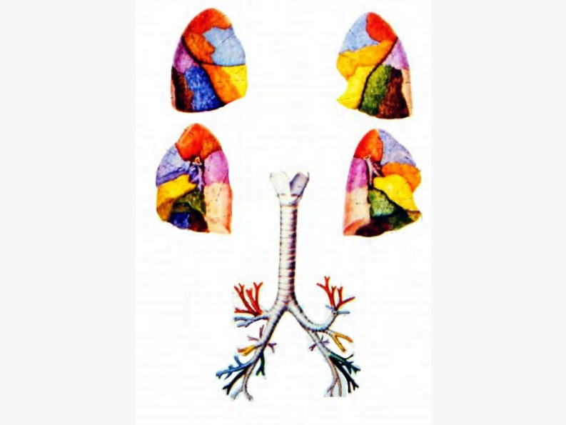 08 肺门和肺段断层解剖及CT.pdf 第4页