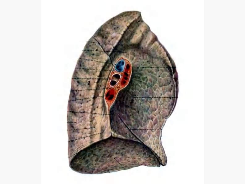 08 肺门和肺段断层解剖及CT.pdf 第3页