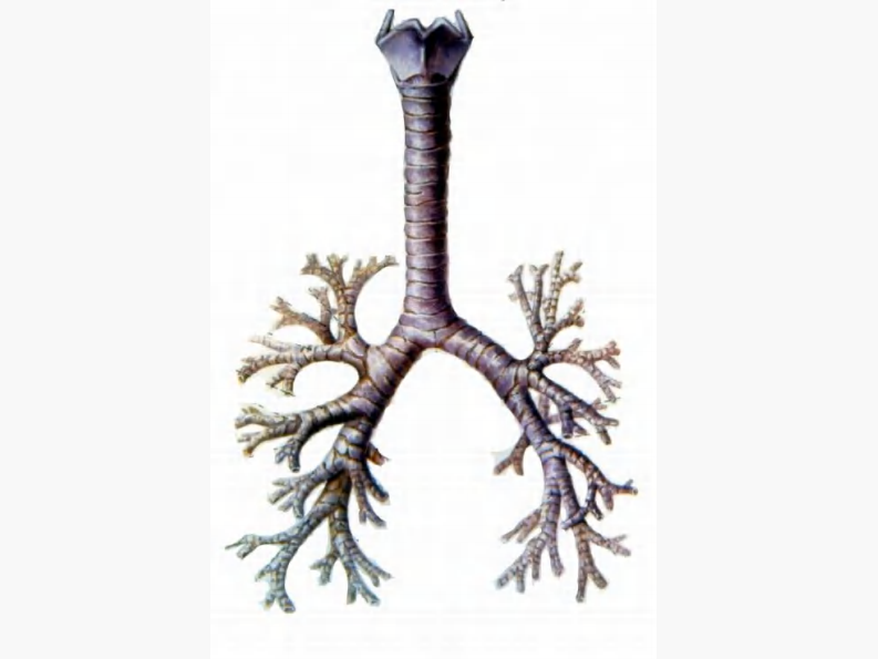08 肺门和肺段断层解剖及CT.pdf 第5页