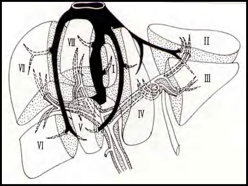 09 肝内管道和肝段断层解剖.pdf 第3页
