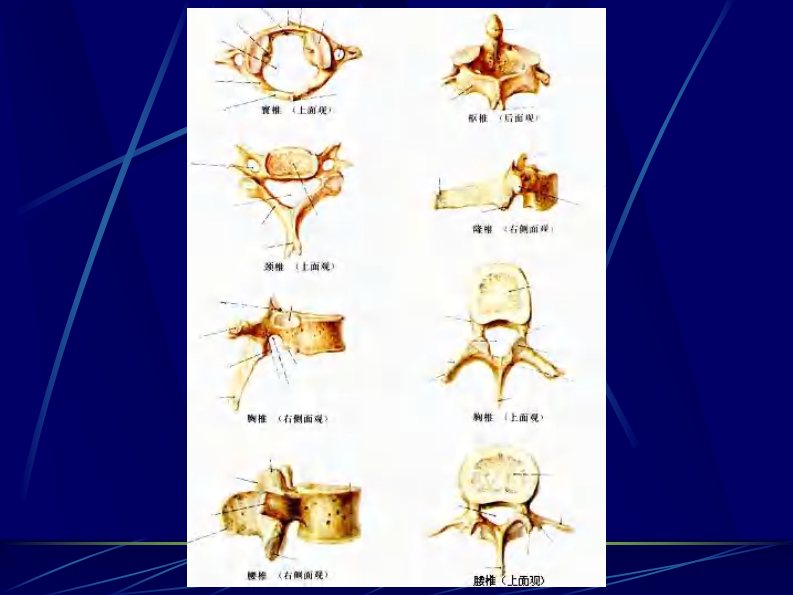 13 脊柱区断层解剖及CT、MRI.pdf 第4页
