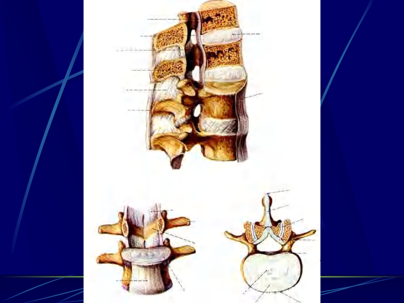 13 脊柱区断层解剖及CT、MRI.pdf 第5页