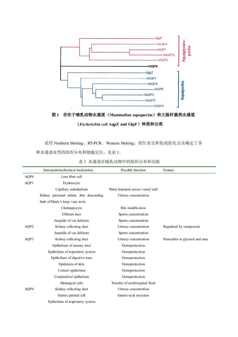 第二十四章  利尿药和脱水药.doc 第3页