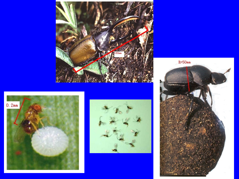 昆虫学2.ppt 第5页